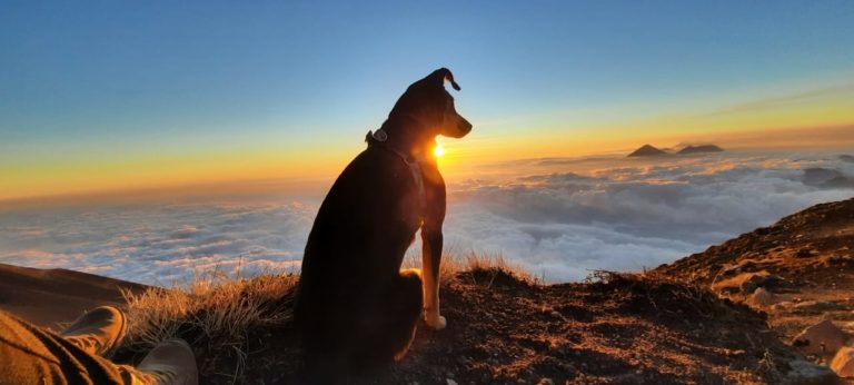 Volcano Hiking with a Dog