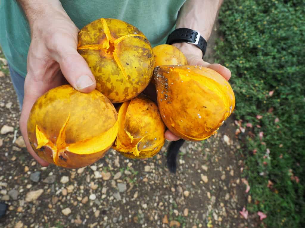 Fruta de canistel madura en Vivero Frutas del Mundo Izabal Guatemala
