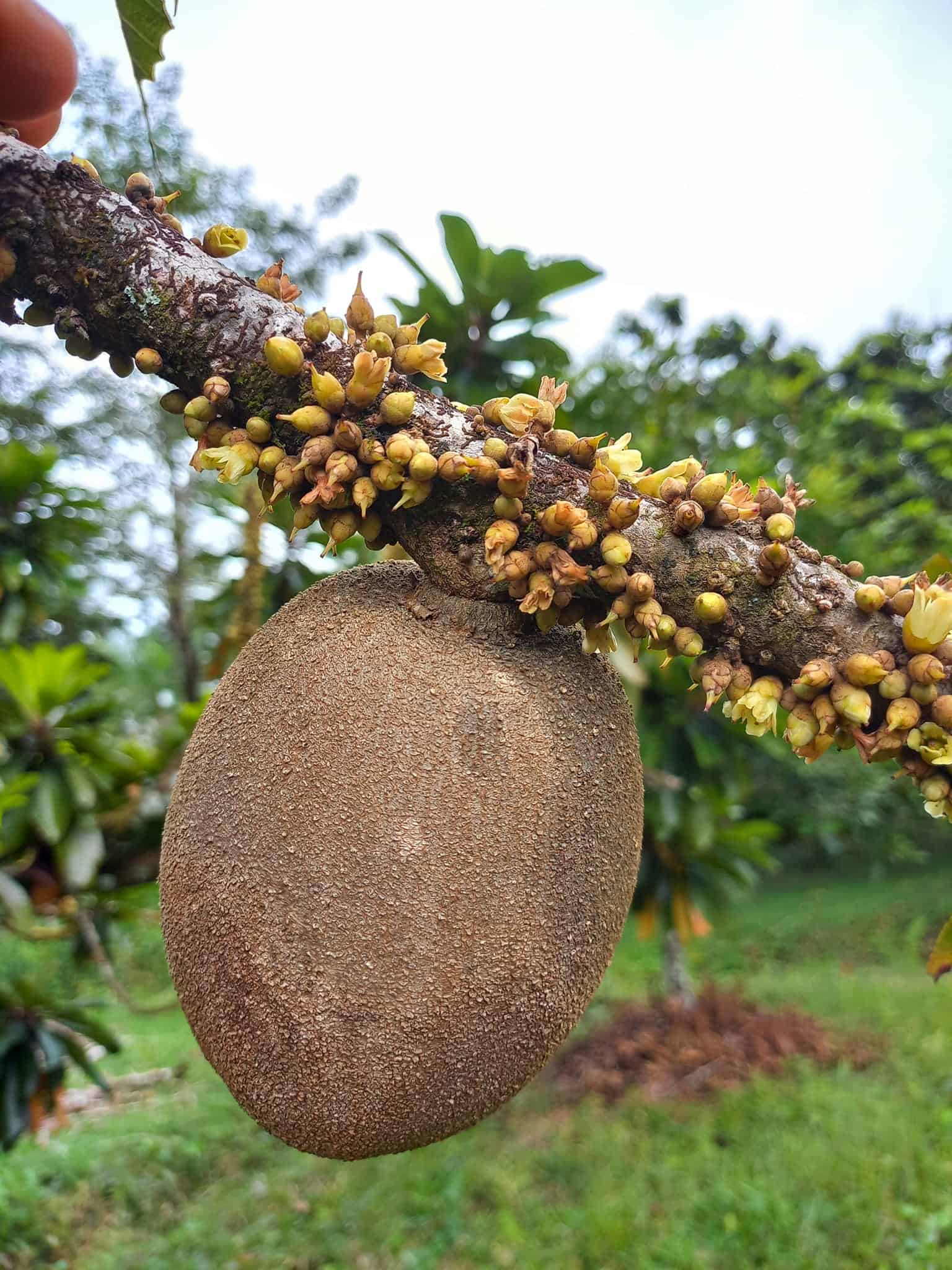 Vivero Frutas del Mundo Izabal - Exotic Fruit Nursery – Guate Adventure