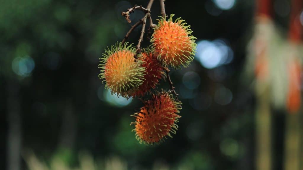 Los árboles de rambután crecen en Vivero Frutas del Mundo, una granja y vivero de frutas exóticas en Izabal Guatemala