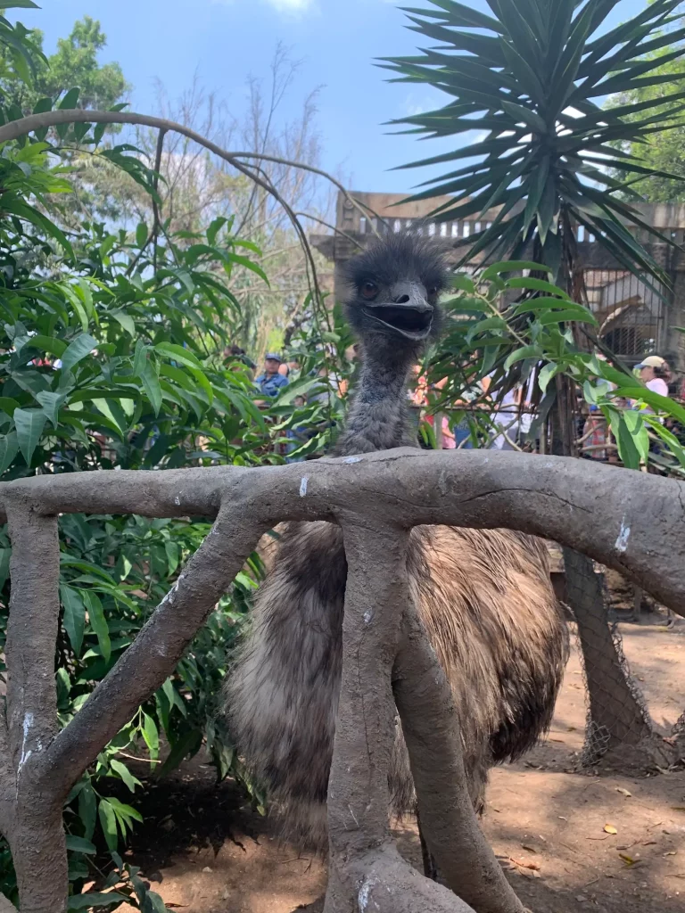 An emu in the Emu Enclosure at the Guatemala Zoo