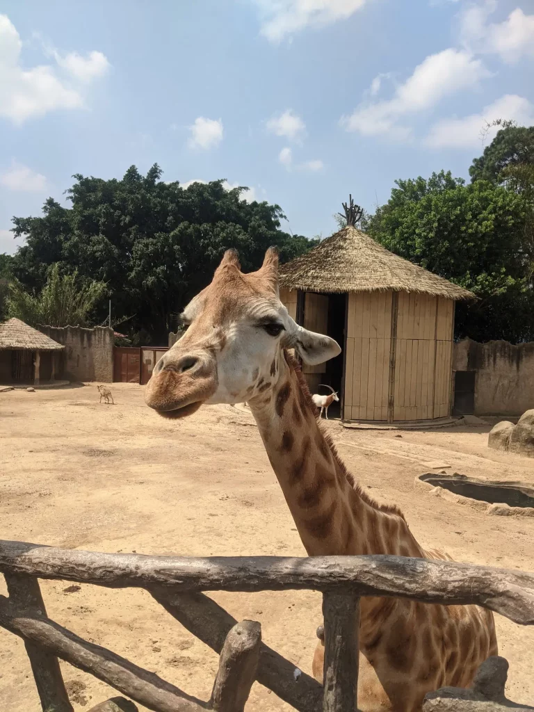 A giraffe at the national zoo in Guatemala City