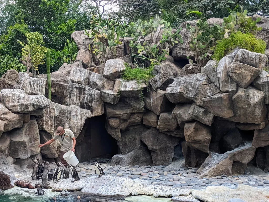 humboldt penguin enclosure at la aurora zoo