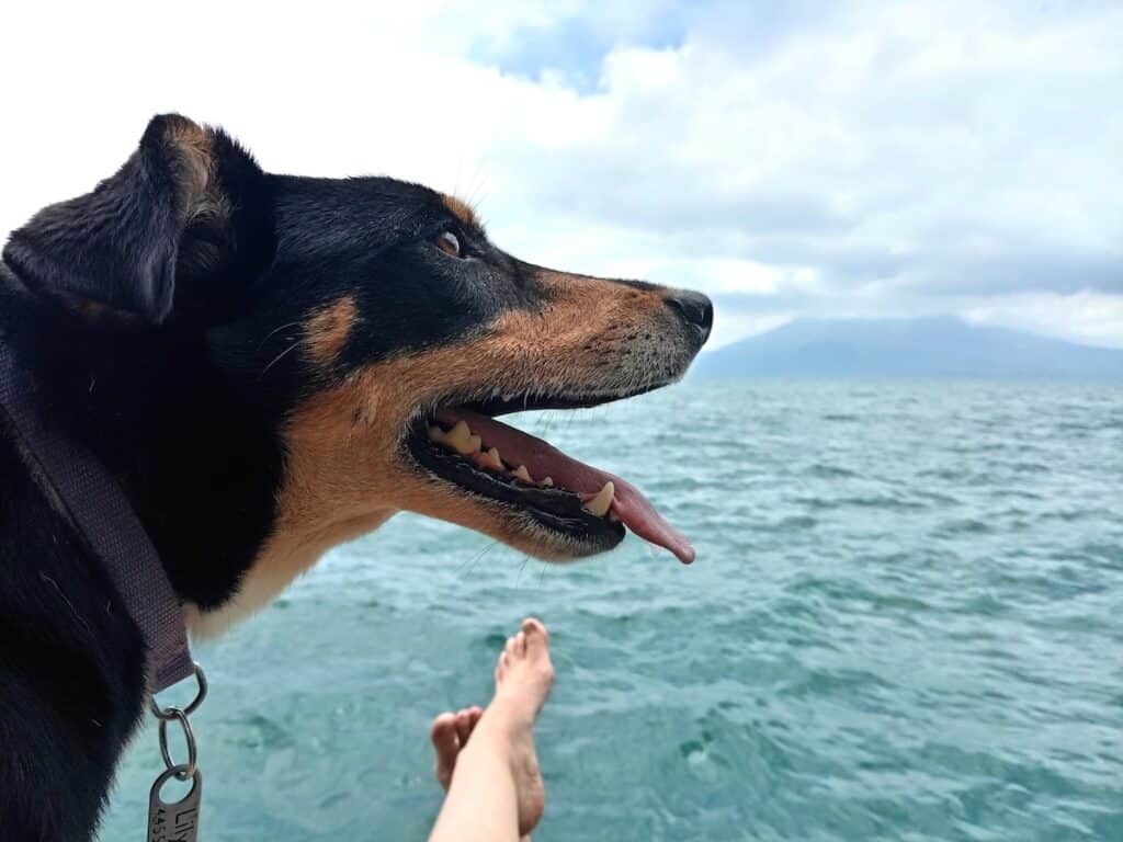 Un perro jadea alegremente en primer plano mientras dos pies humanos sobresalen sobre un lago agitado con un volcán envuelto en nubes al fondo.