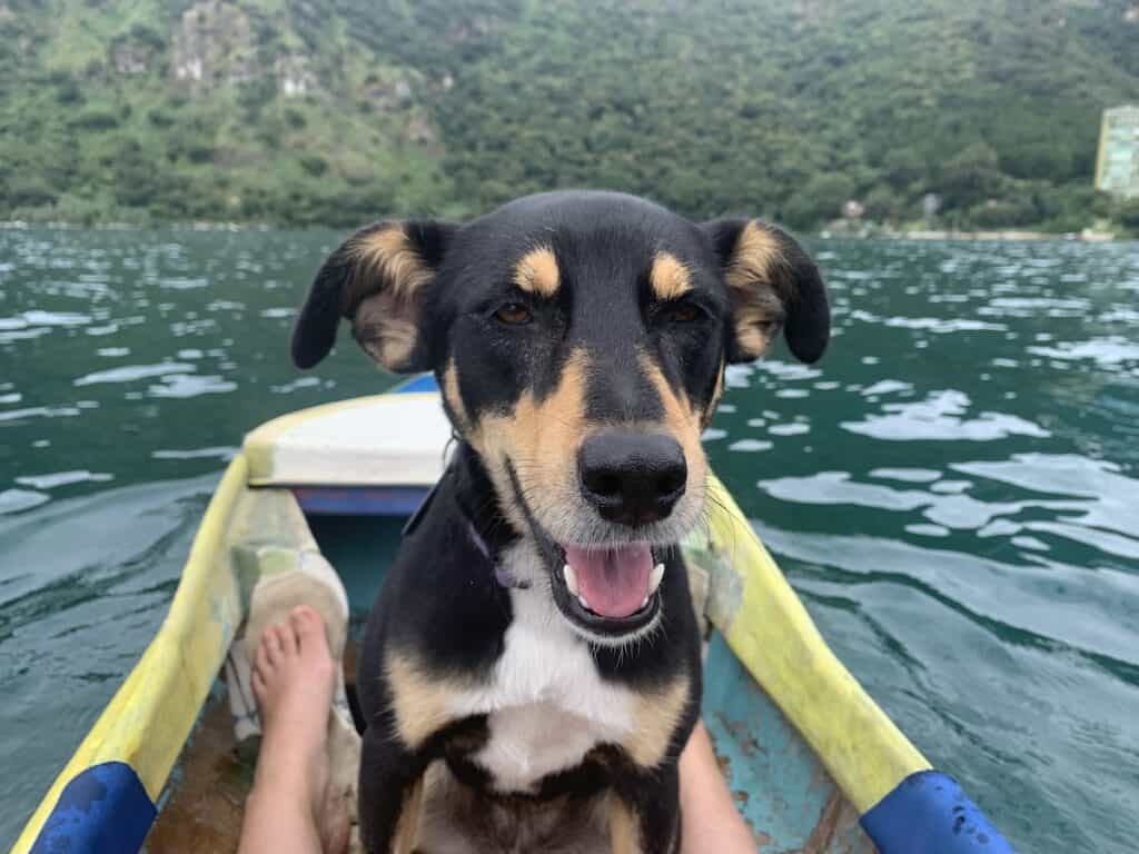 Un perro negro y marrón con cejas de doberman sonríe a la cámara. El perro está sentado dentro de un kayak, con agua azul y verde detrás, y una costa verde lejana.