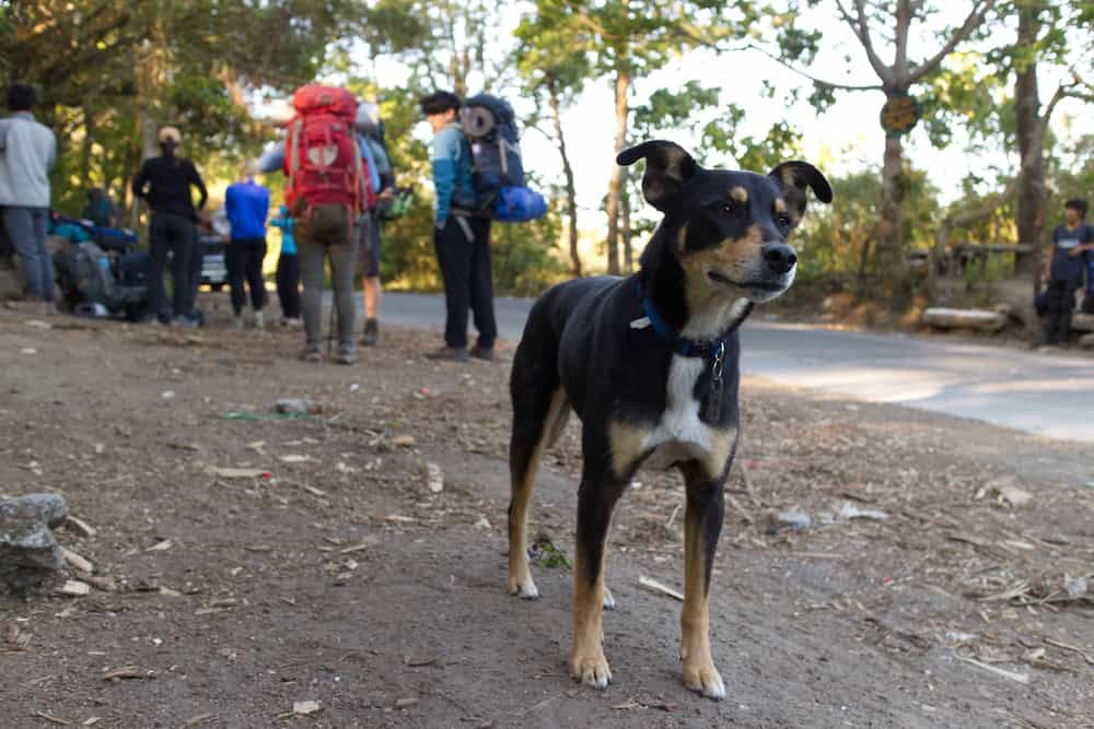 A black, brown, and white dog stands with her ears up, while people wearing heavy backpacks prepare to hike in the background.