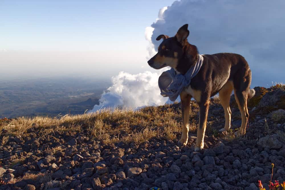 A black and brown dog wears a billowing cape on a high peak while cumulonimbus clouds billow in the background.