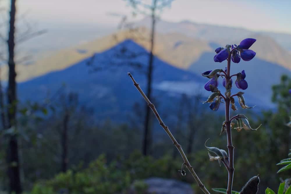 The triangular shadow of a volcano cuts across the landscape, while a purple flower and a thin branch create an inverted triangle of their own in the foreground.